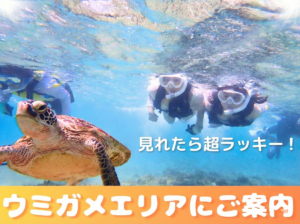 天然水族感 那覇 シュノーケリング ウミガメ 送迎可 初心者歓迎