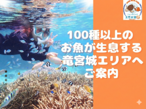 天然水族感 那覇 シュノーケリング ウミガメ 送迎可 初心者歓迎