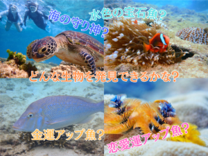 天然水族感 那覇 シュノーケリング ウミガメ 送迎可 初心者歓迎