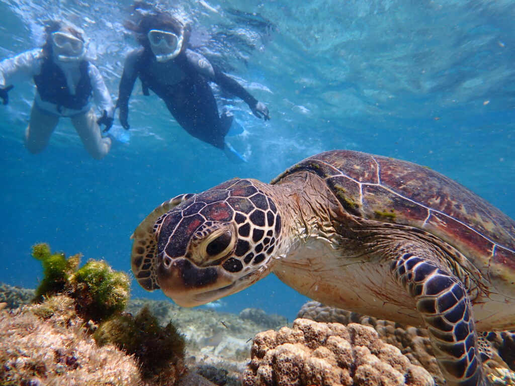 4. ウミガメ・クマノミがいる“天然水族感”