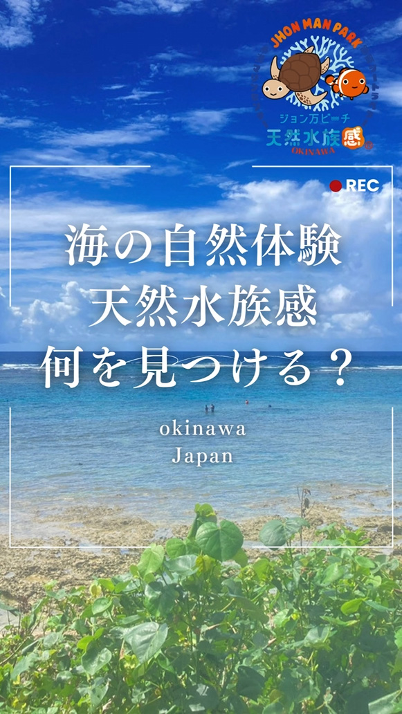 天然水族感ツアーで出会うワクワク・感動・発見の世界｜那覇で