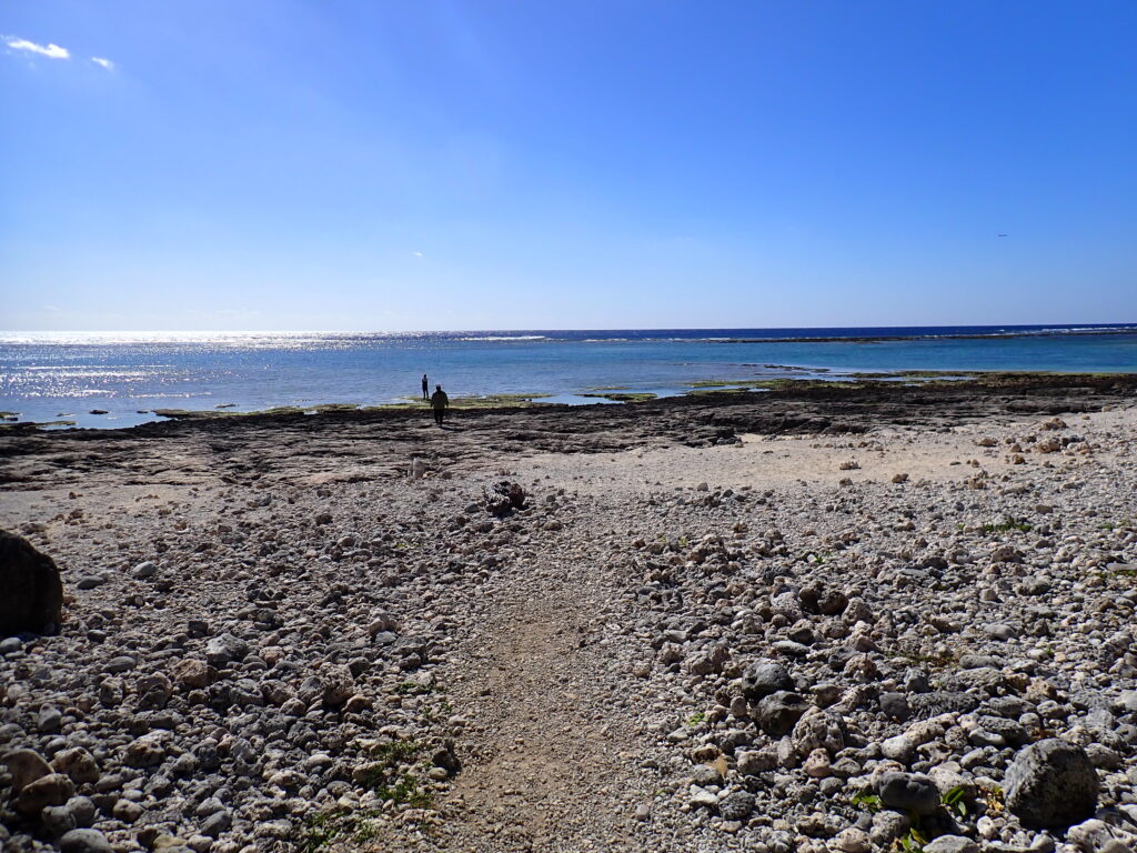 自然体験ジョン万パーク 天然水族感 １人参加 ウミガメ