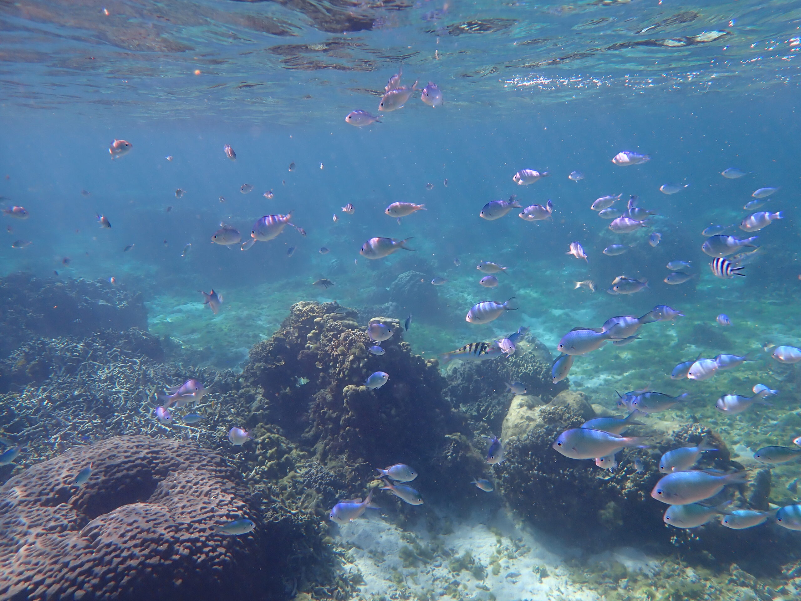 自然体験ジョン万パーク 天然水族感 １人参加 ウミガメ