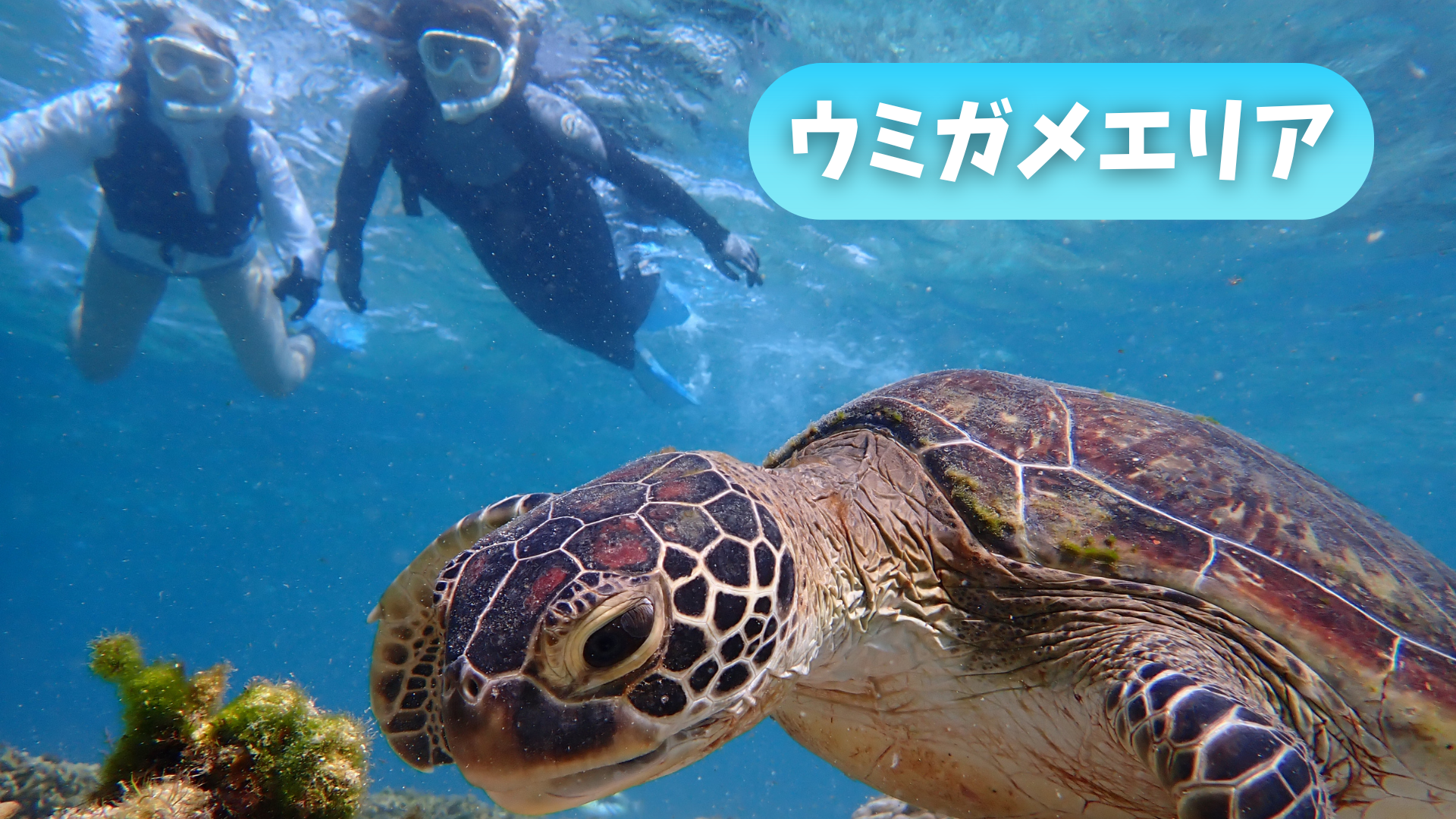 【海のテーマパーク 天然水族感】2026年4月15日(水)