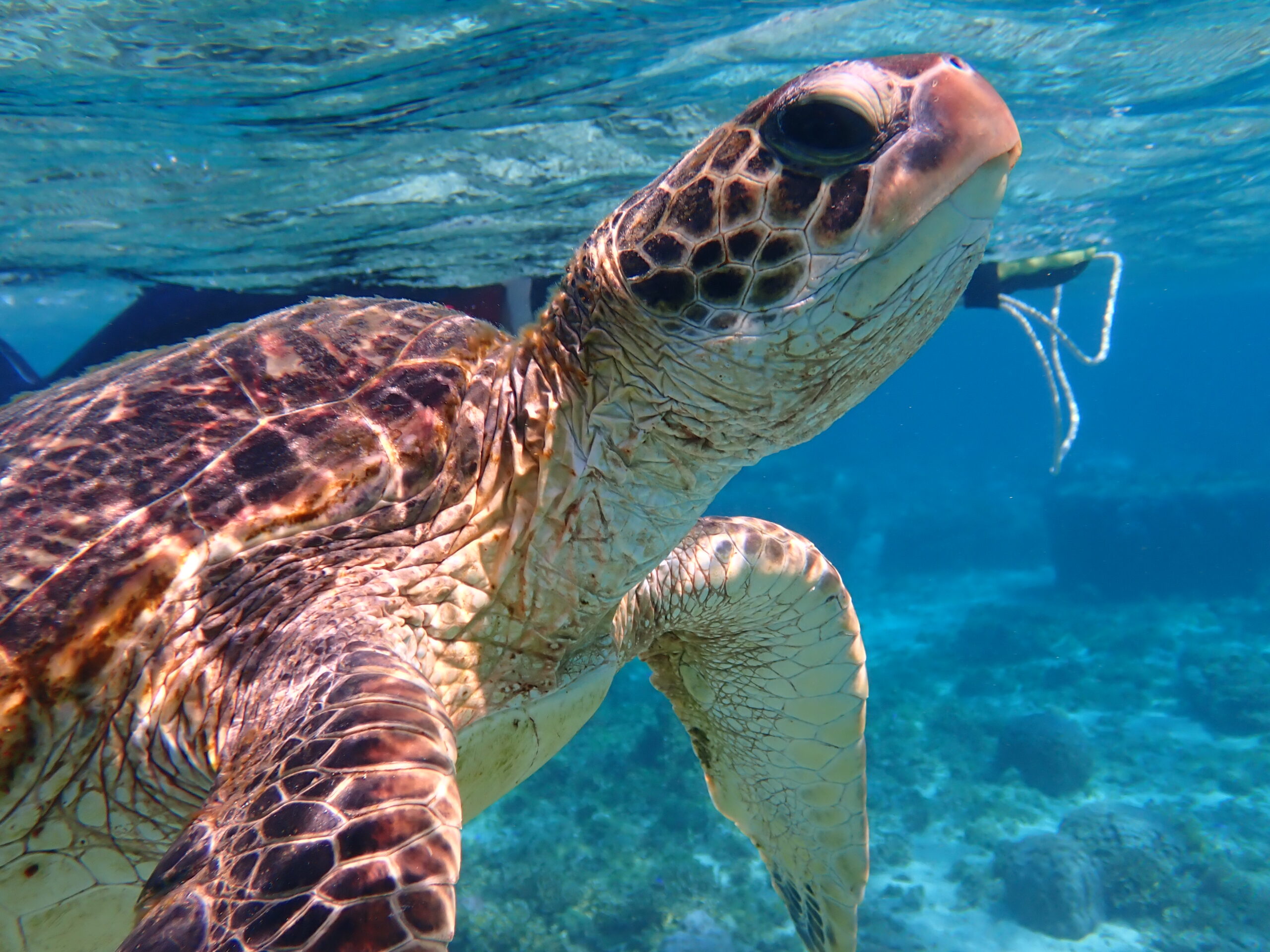 【海のテーマパーク 天然水族感】2026年3月22日(日)