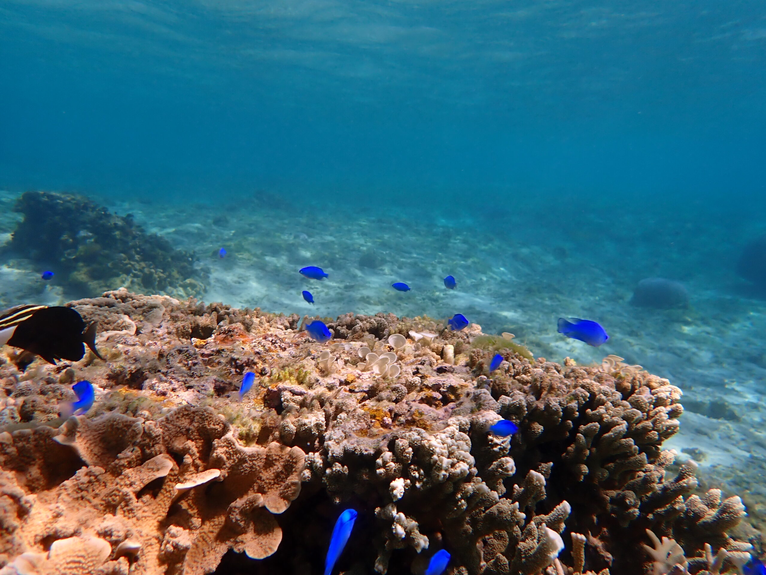 【海のテーマパーク 天然水族感】2026年3月28日(土)
