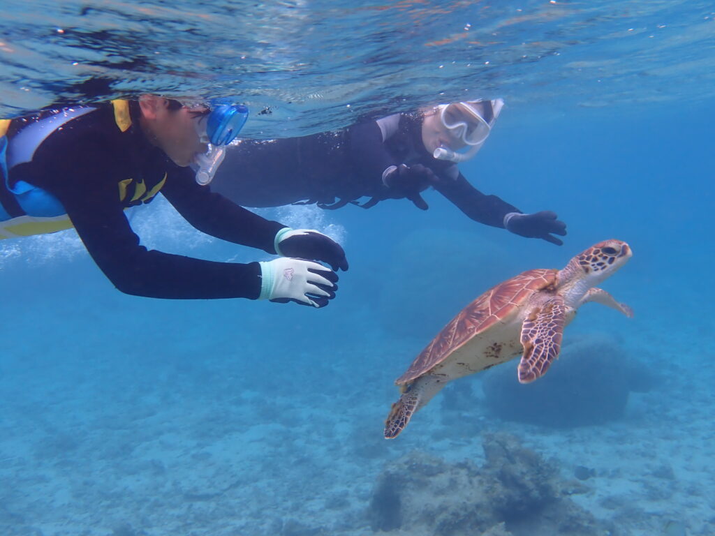 ウミガメと泳ぐシュノーケリング