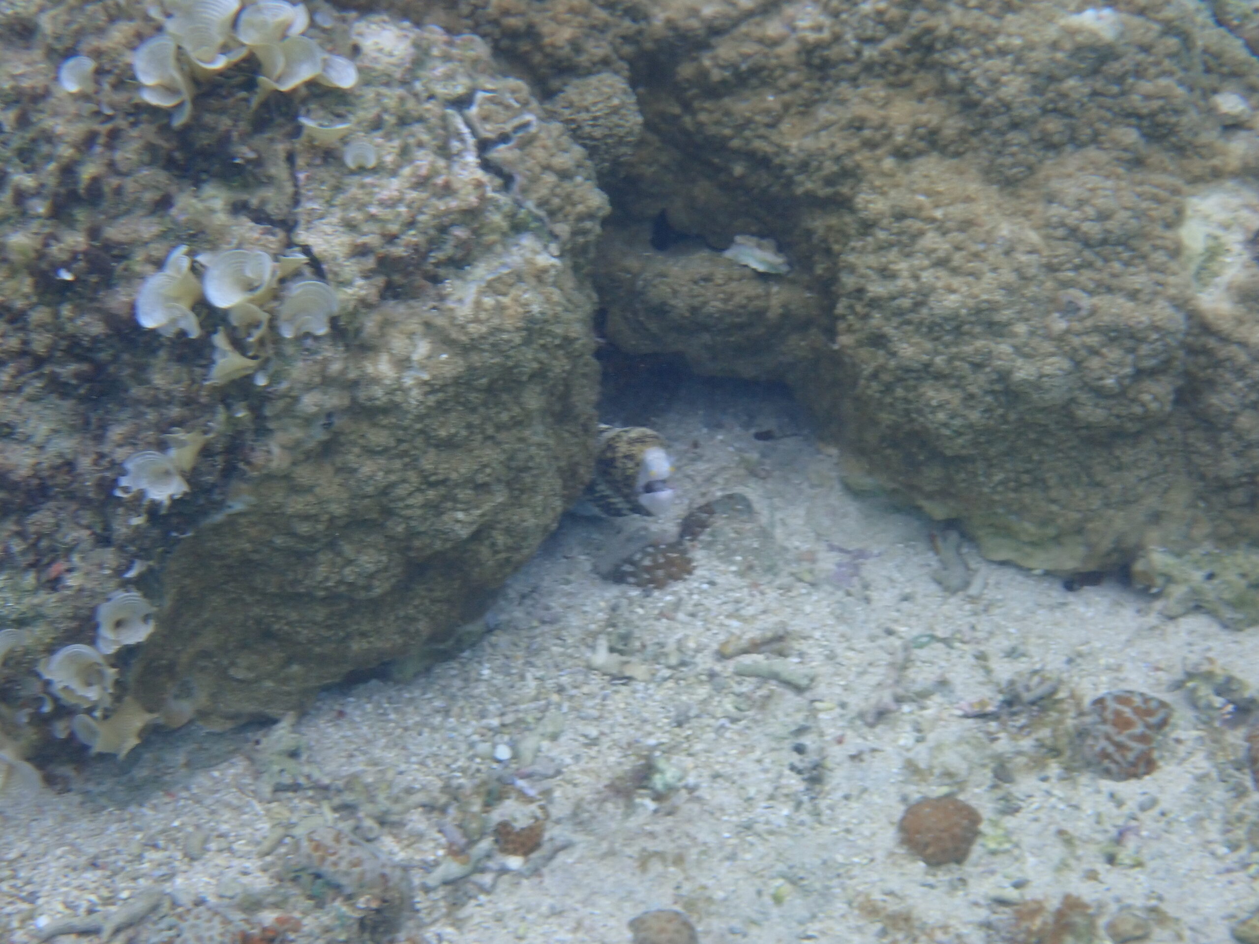 【海のテーマパーク 天然水族感】2026年4月8日(水)