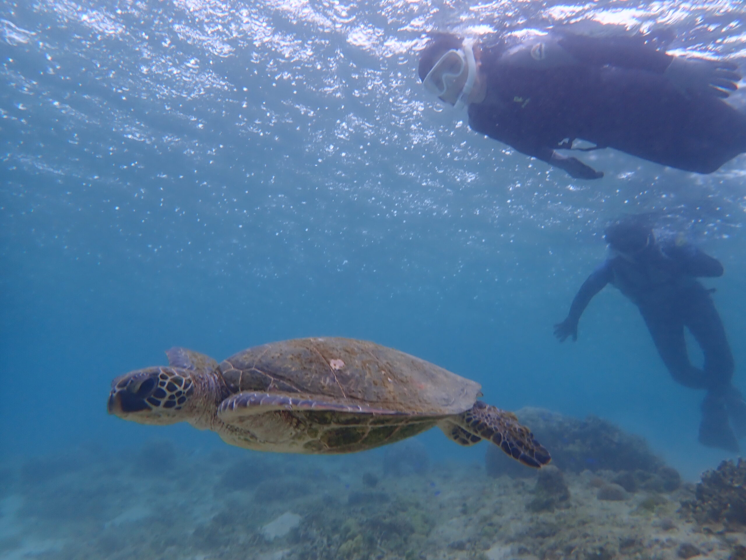 【海のテーマパーク 天然水族感】2026年5月11日（月）