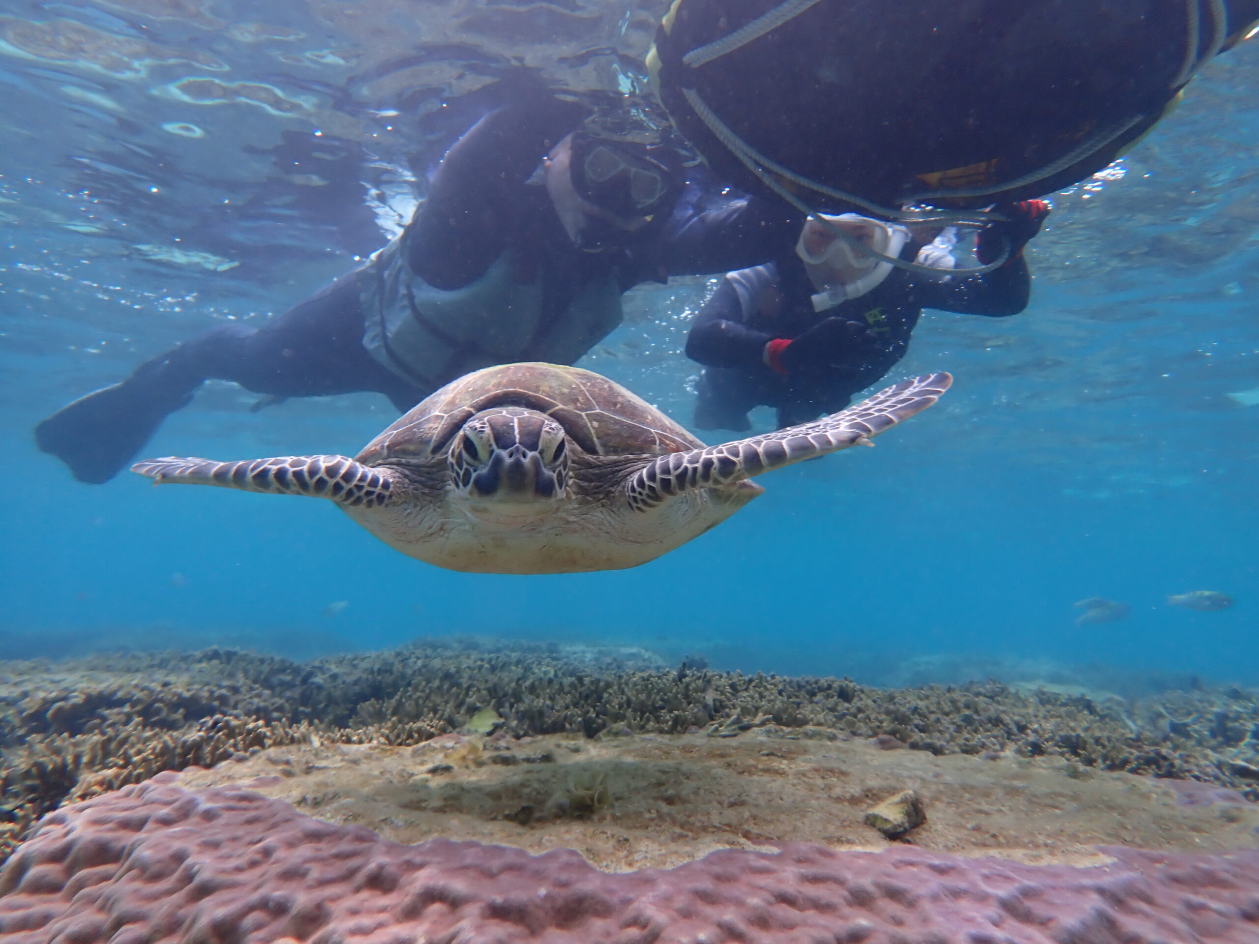 【海のテーマパーク 天然水族感】2026年5月16日(土)