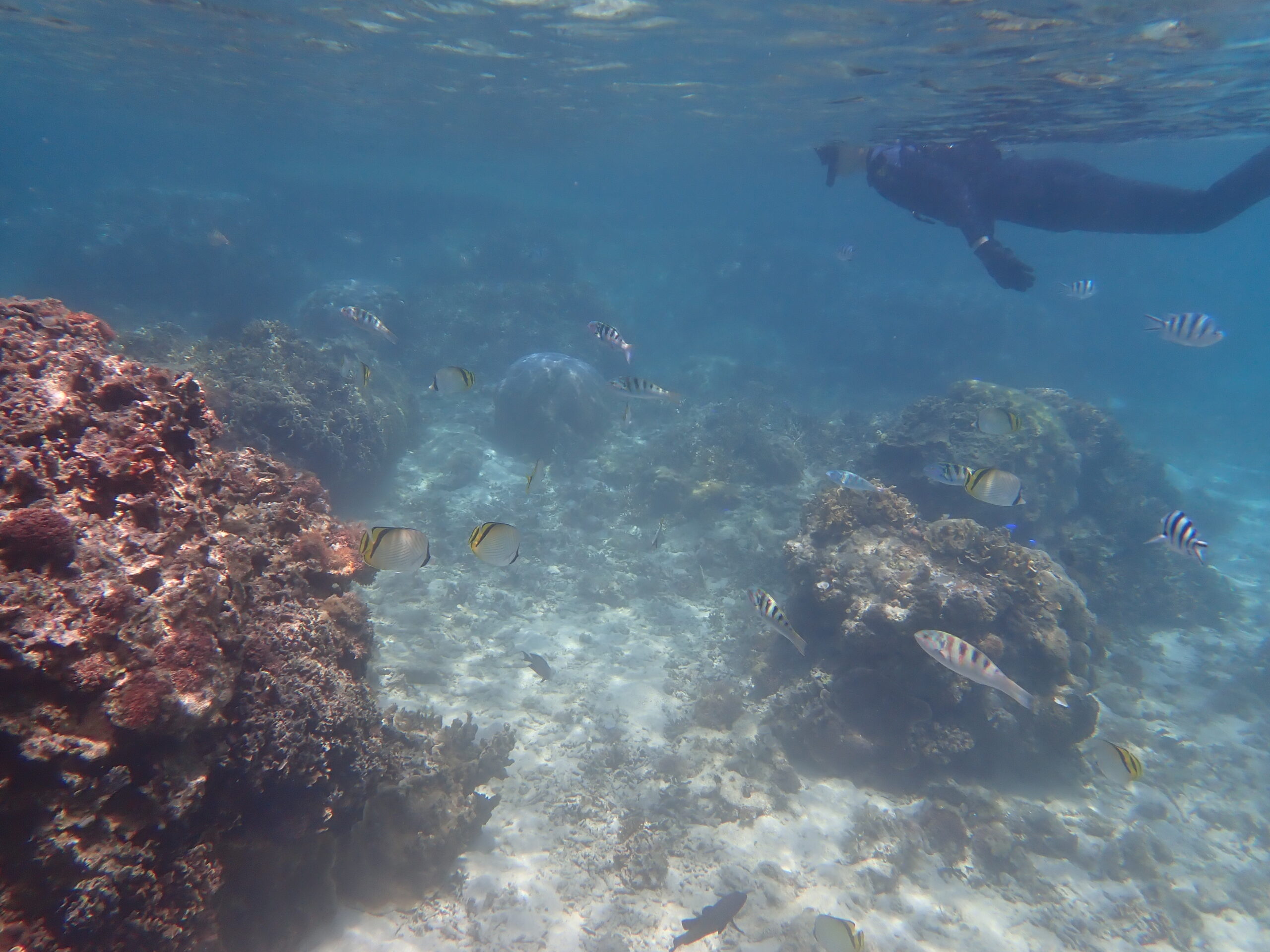 【海のテーマパーク 天然水族感】2026年5月27日(水)