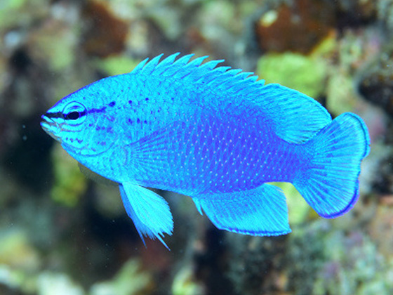 沖縄を代表する青き妖精魚