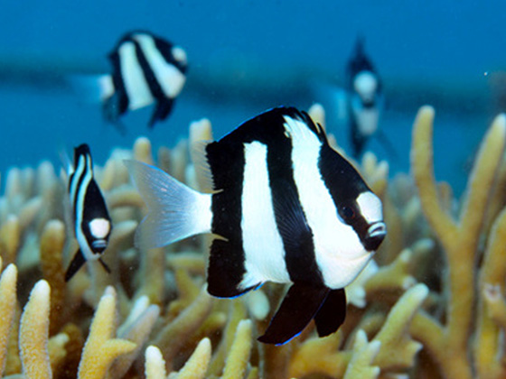 白と黒で魅せる海のアート魚