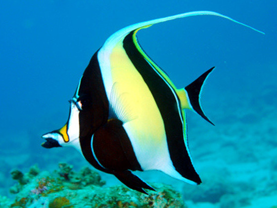 愛と絆が深いおしゃれな魚