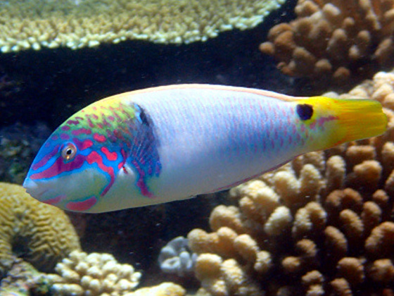 恋愛運アップハートを持つ魚