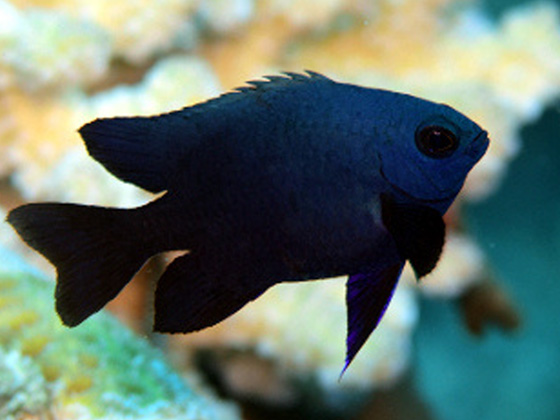 海の小さな農家魚