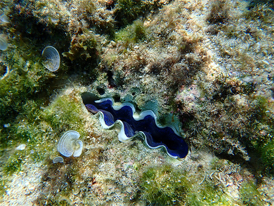 海の底に眠る小さな宝石貝