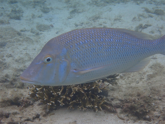 海の口笛奏魚