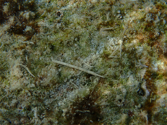 お魚のウ〇チ