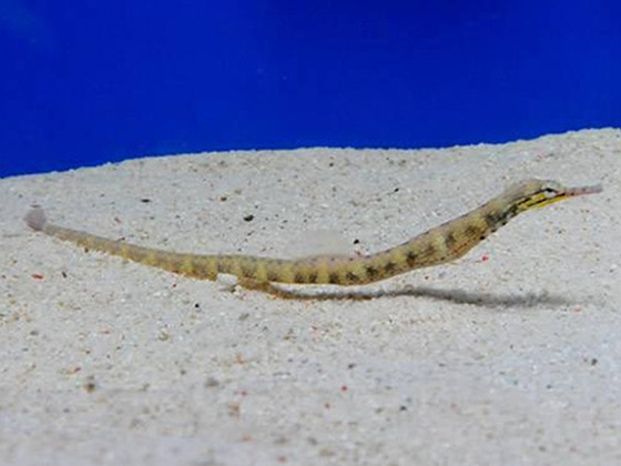 海のやさしいイクメン魚