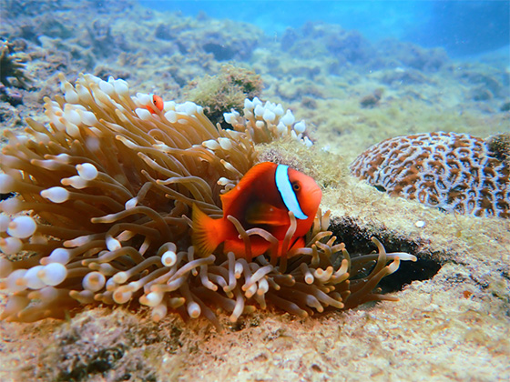 みんなに人気！！オレンジのあの魚