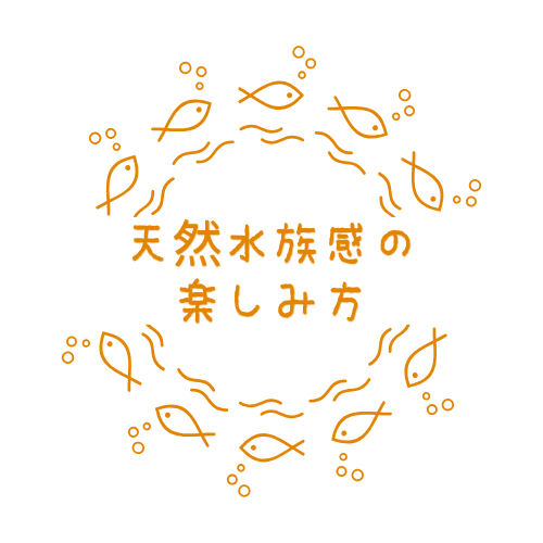 天然水族館の楽しみ方