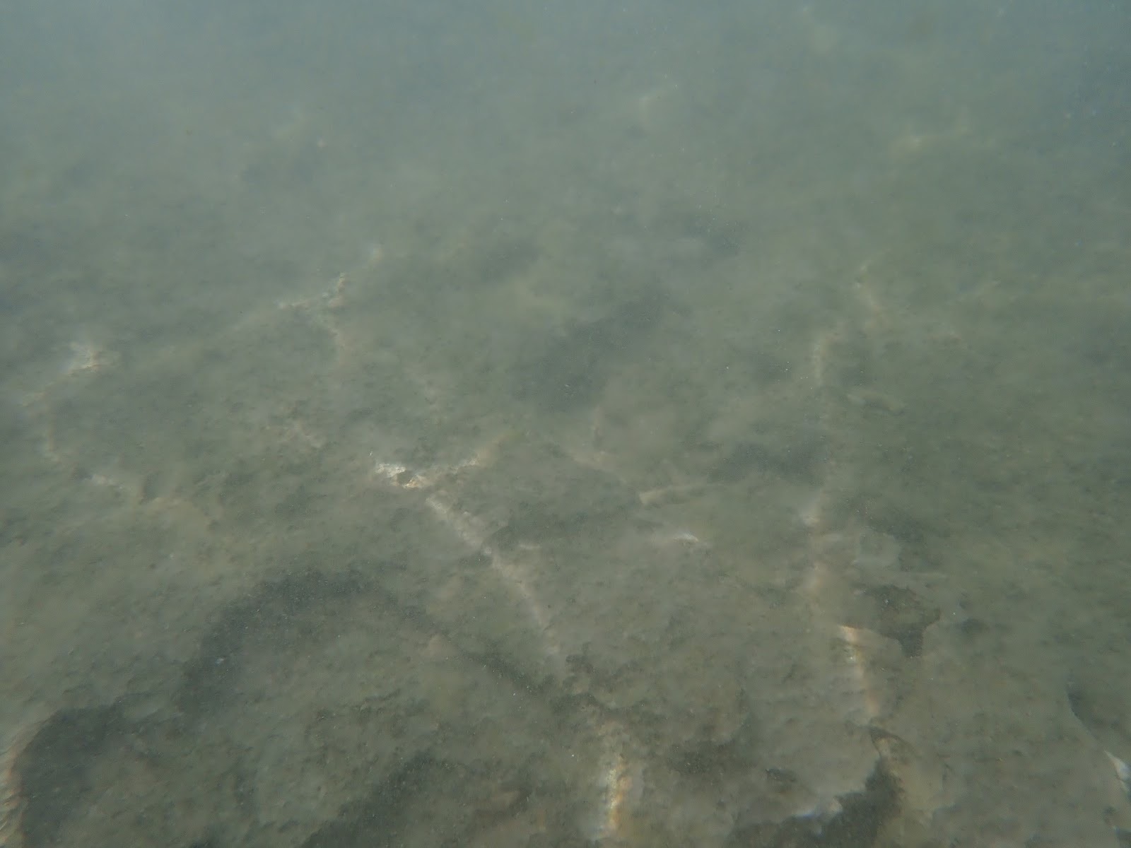 小さな青い魚たち