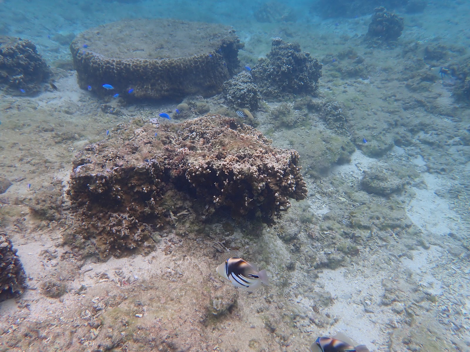 カラフルな魚とサンゴ礁