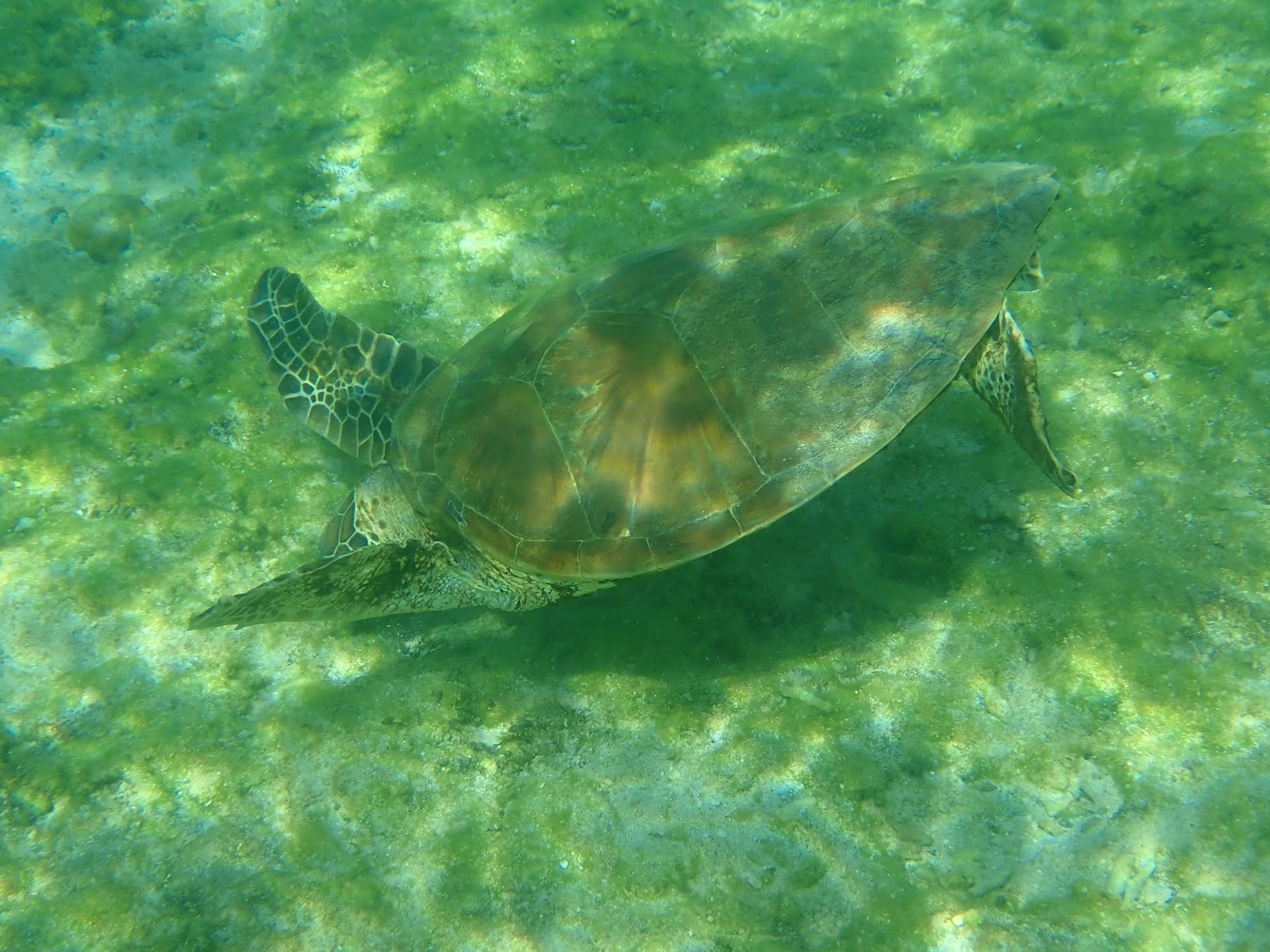 過去撮影・海底をゆったり泳ぐウミガメの様子