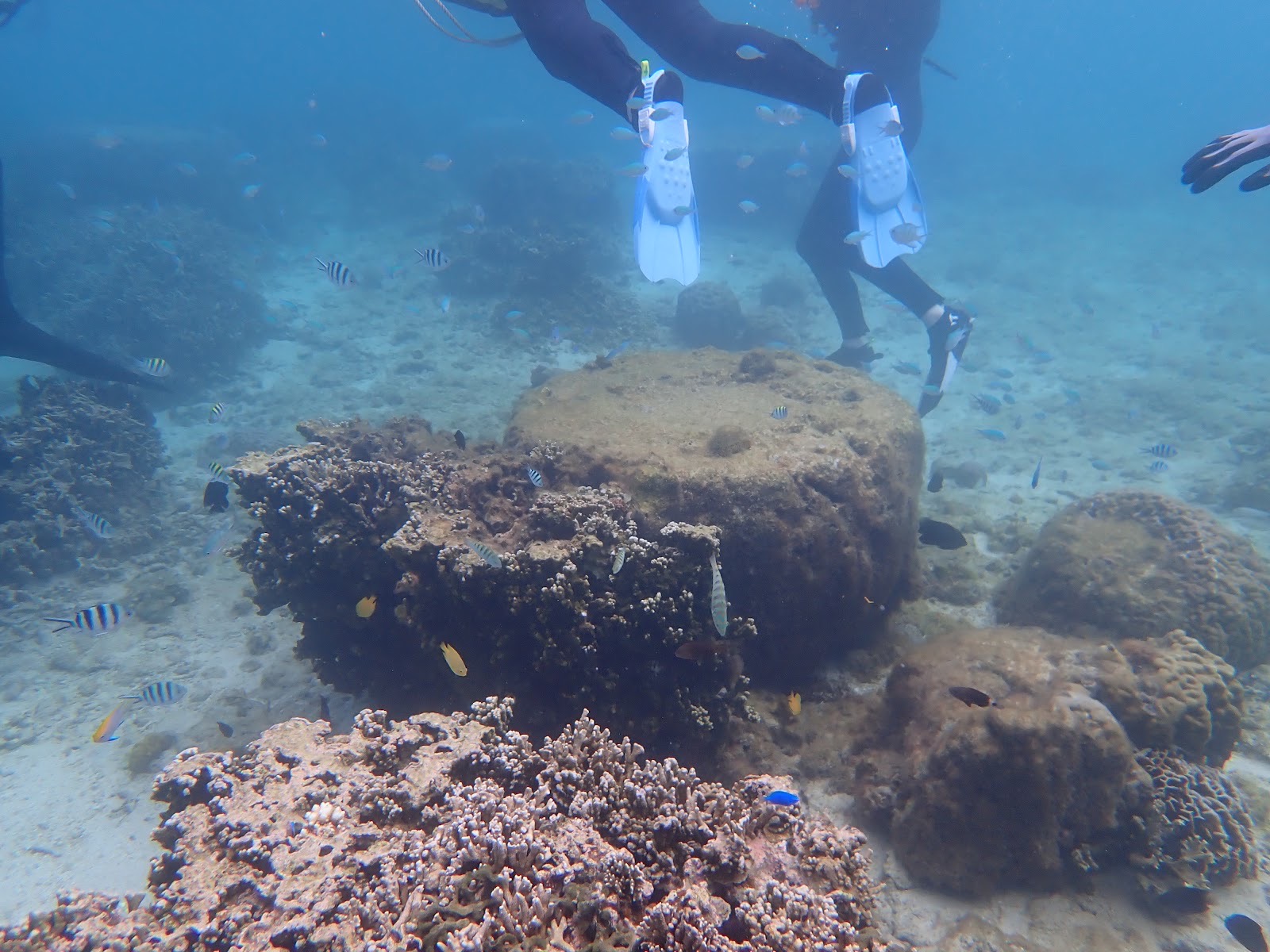 過去のツアーで撮影した水中のサンゴ礁の周りを泳ぐお客様と魚たち
