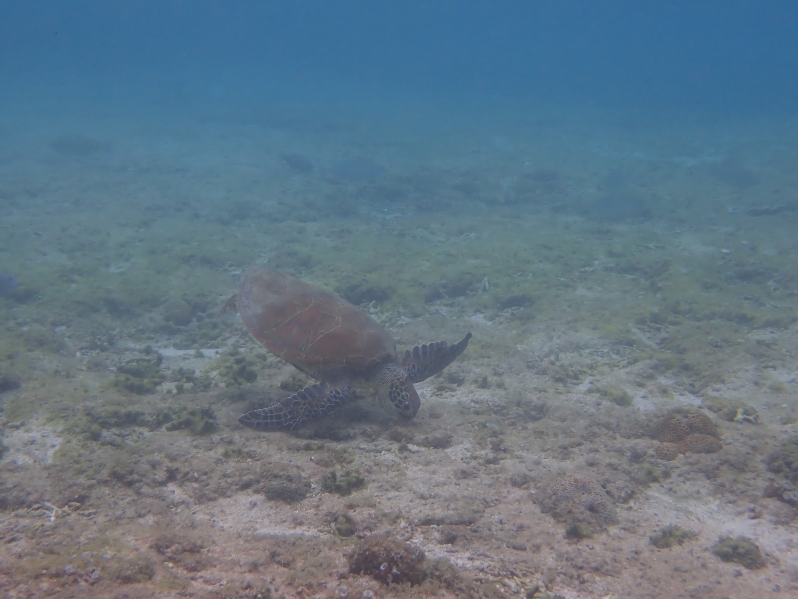 過去撮影・海底の砂地でゆっくりと泳ぐウミガメの姿