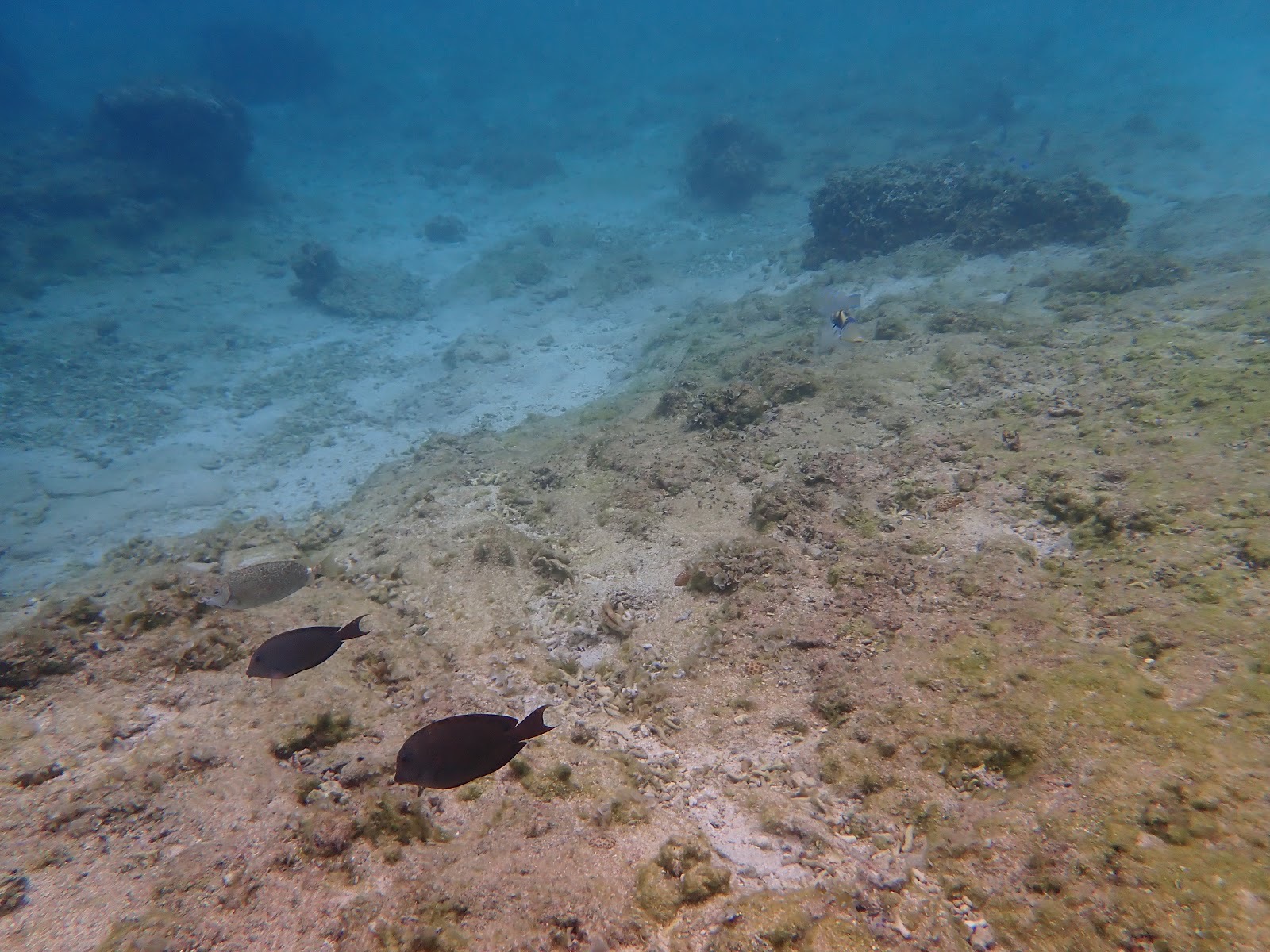 過去のツアーで撮影した海底を泳ぐ2匹の魚と広がる海中景色