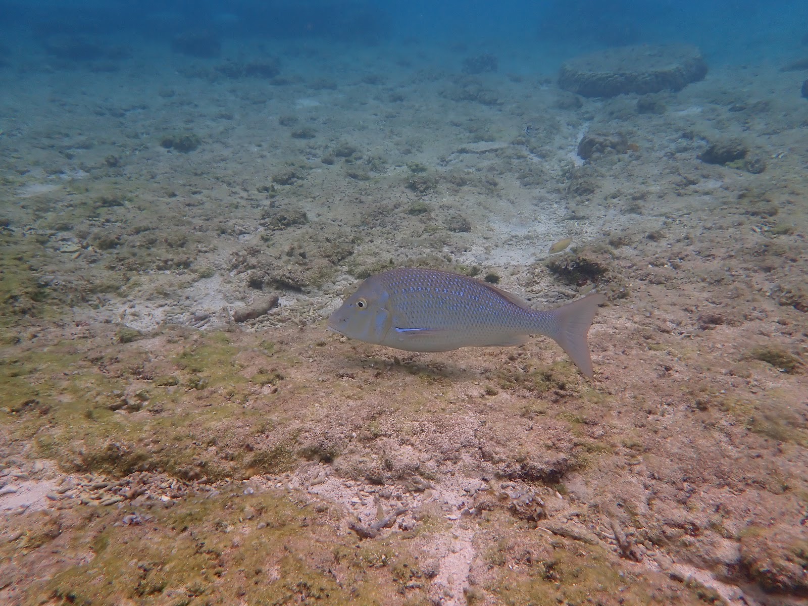 過去撮影・海底を泳ぐ青い魚のクローズアップショット。