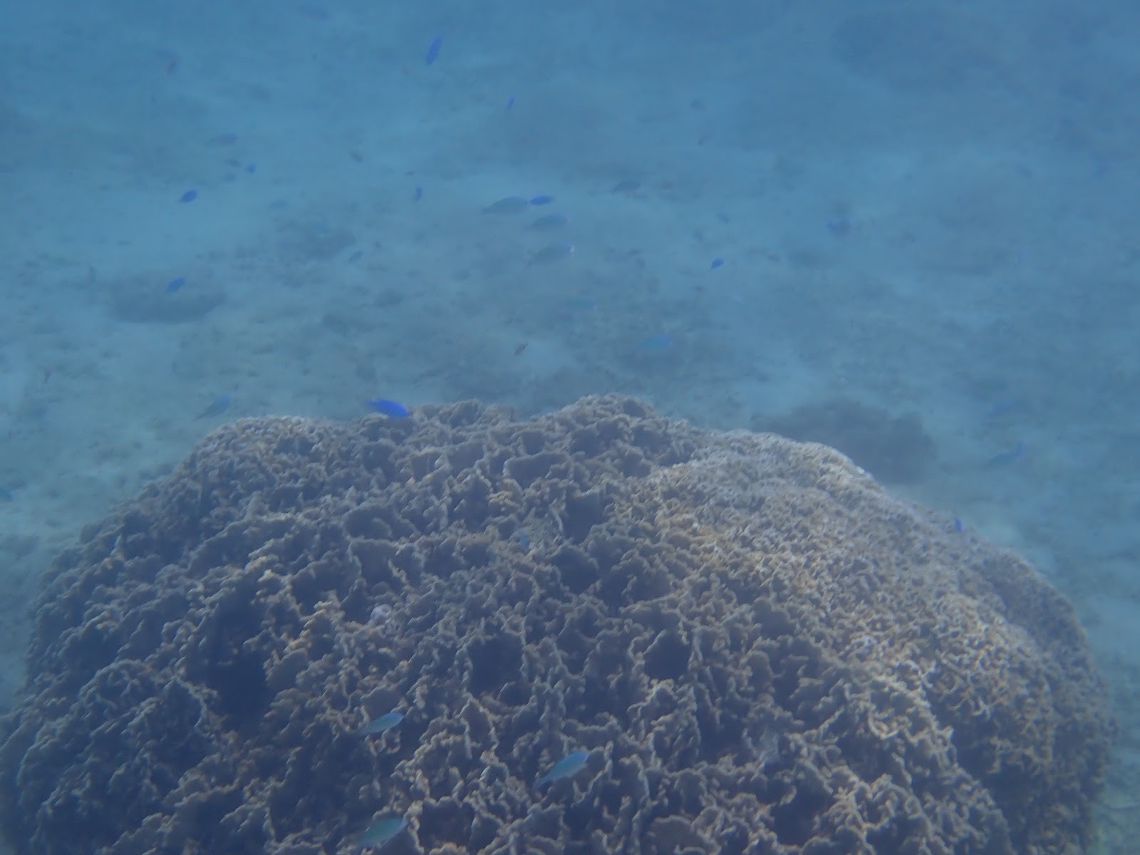 過去撮影・サンゴ礁と小さな青い魚が泳ぐ水中の景色。