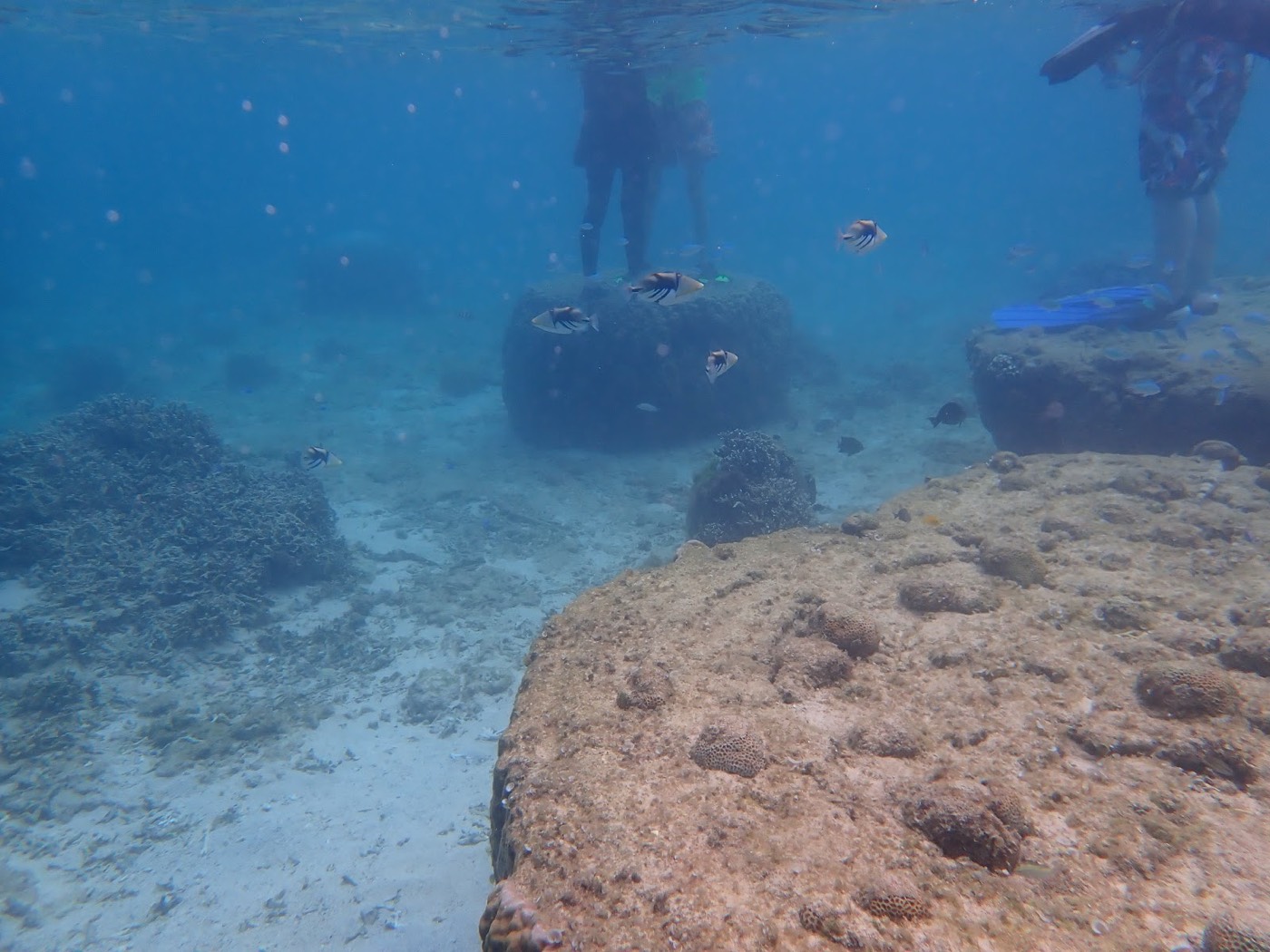 過去のツアーで撮影した水中で休む参加者と魚の群れ