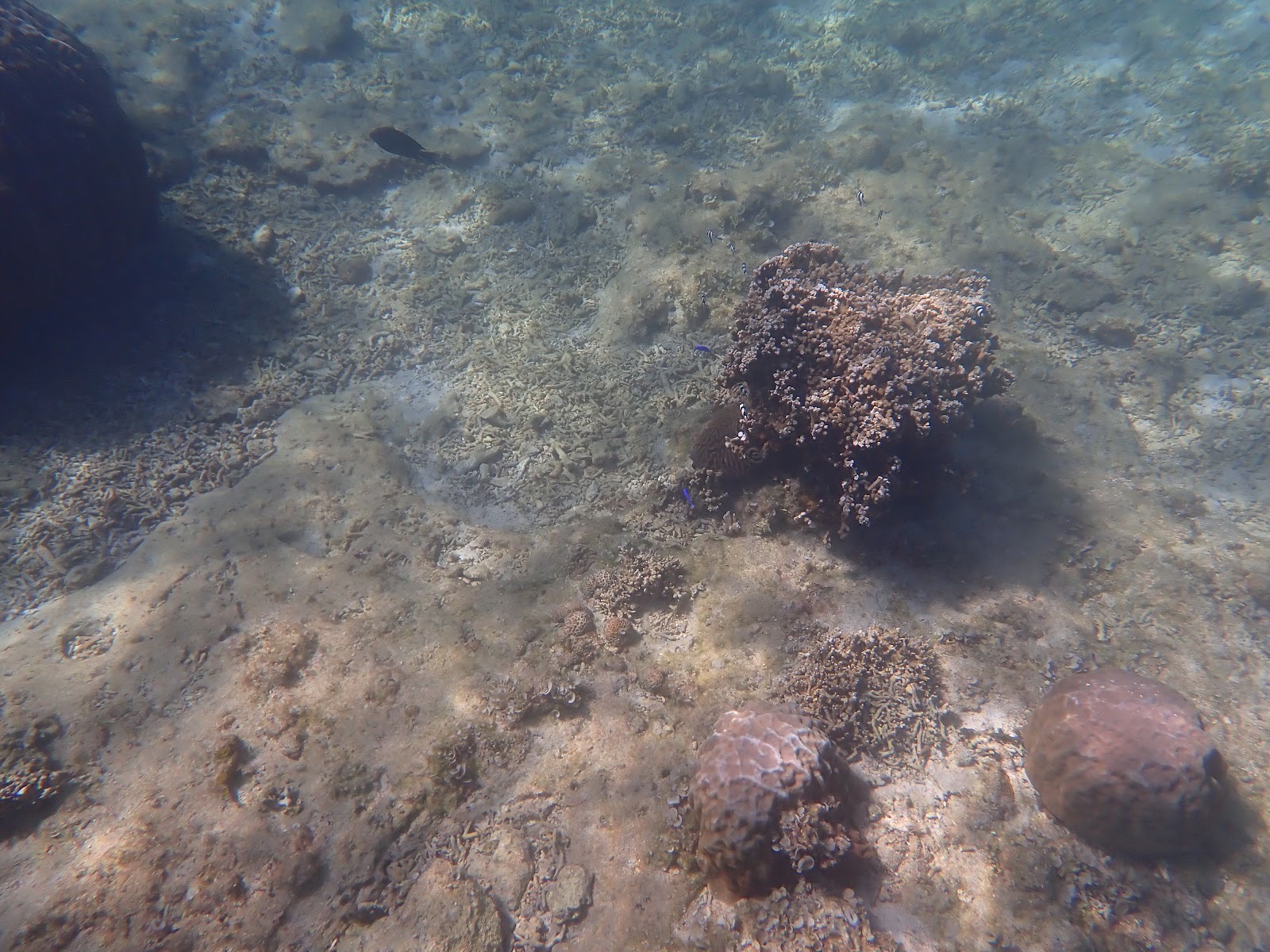 過去撮影・サンゴとたくさんの青い小魚が泳ぐ水中風景