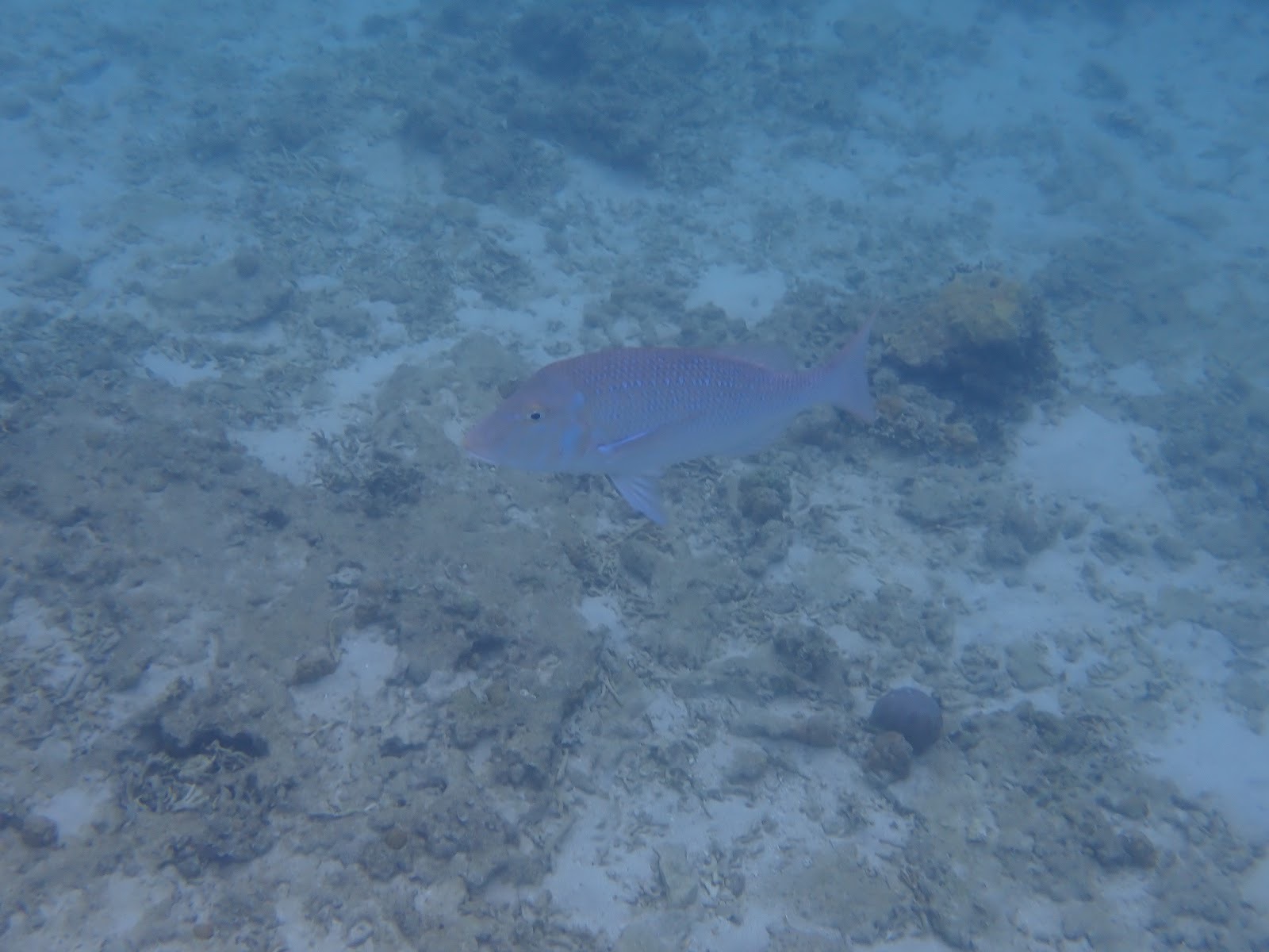過去のツアーで撮影した水底を泳ぐピンク色の大きな魚の姿