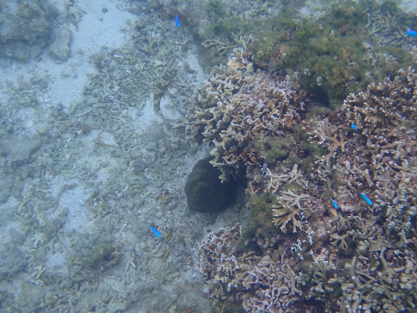 過去撮影・サンゴ礁の周りを泳ぐ鮮やかな青い魚