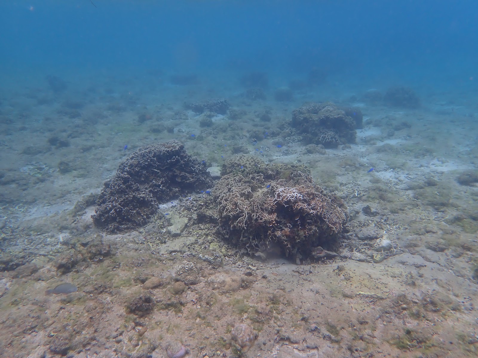 過去撮影・海底に広がるサンゴ礁と魚たちの景色