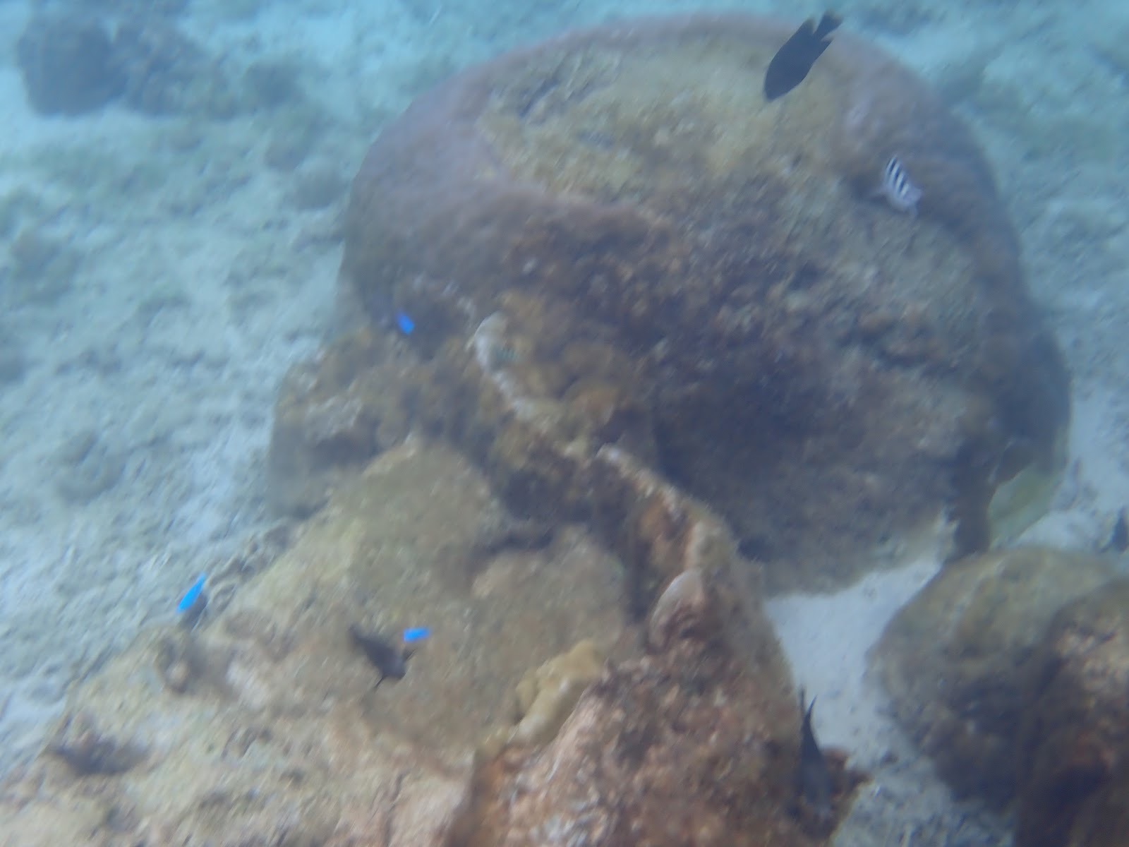 過去のツアーで撮影したサンゴの周りを泳ぐ魚たち