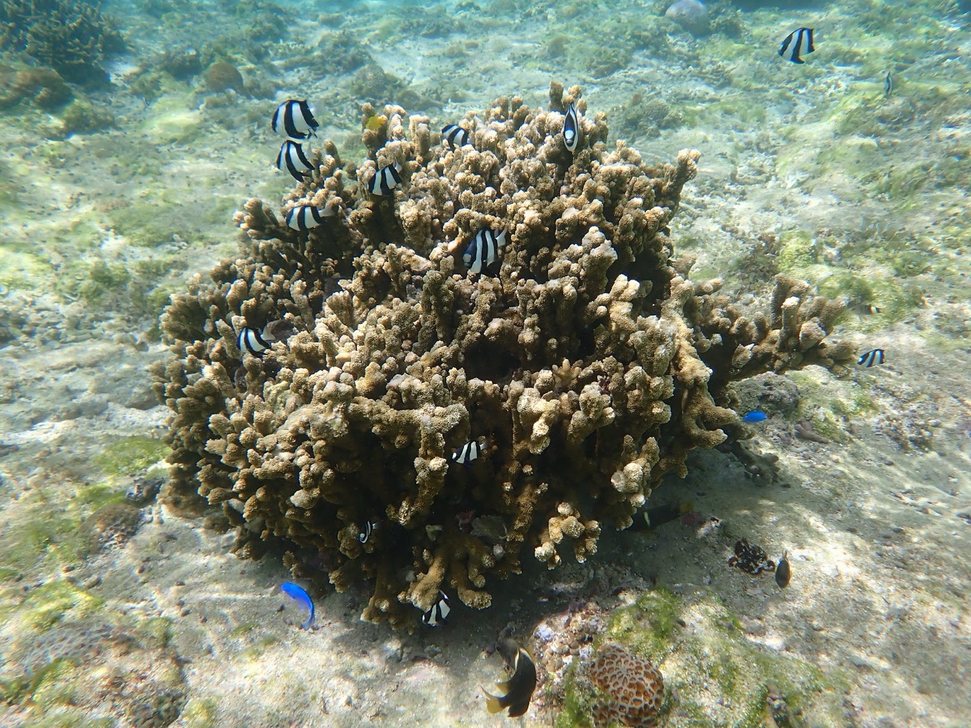 カラフルな魚たちとサンゴ