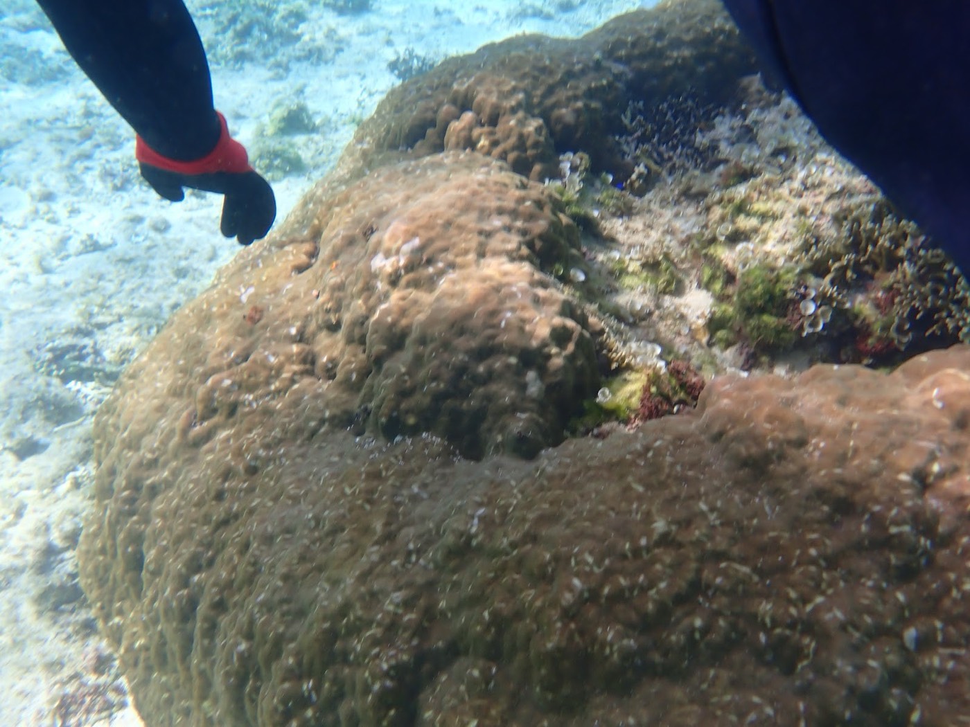 水中深くにある大きなサンゴをガイドと参加者が見つめる様子