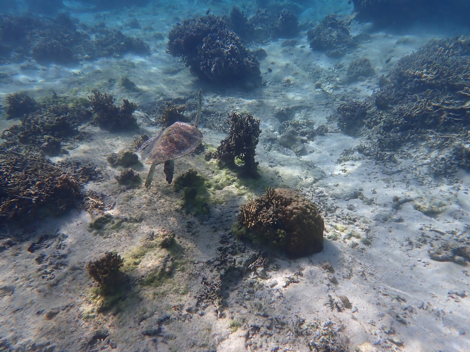 海中を優雅に泳ぐウミガメのクローズアップ