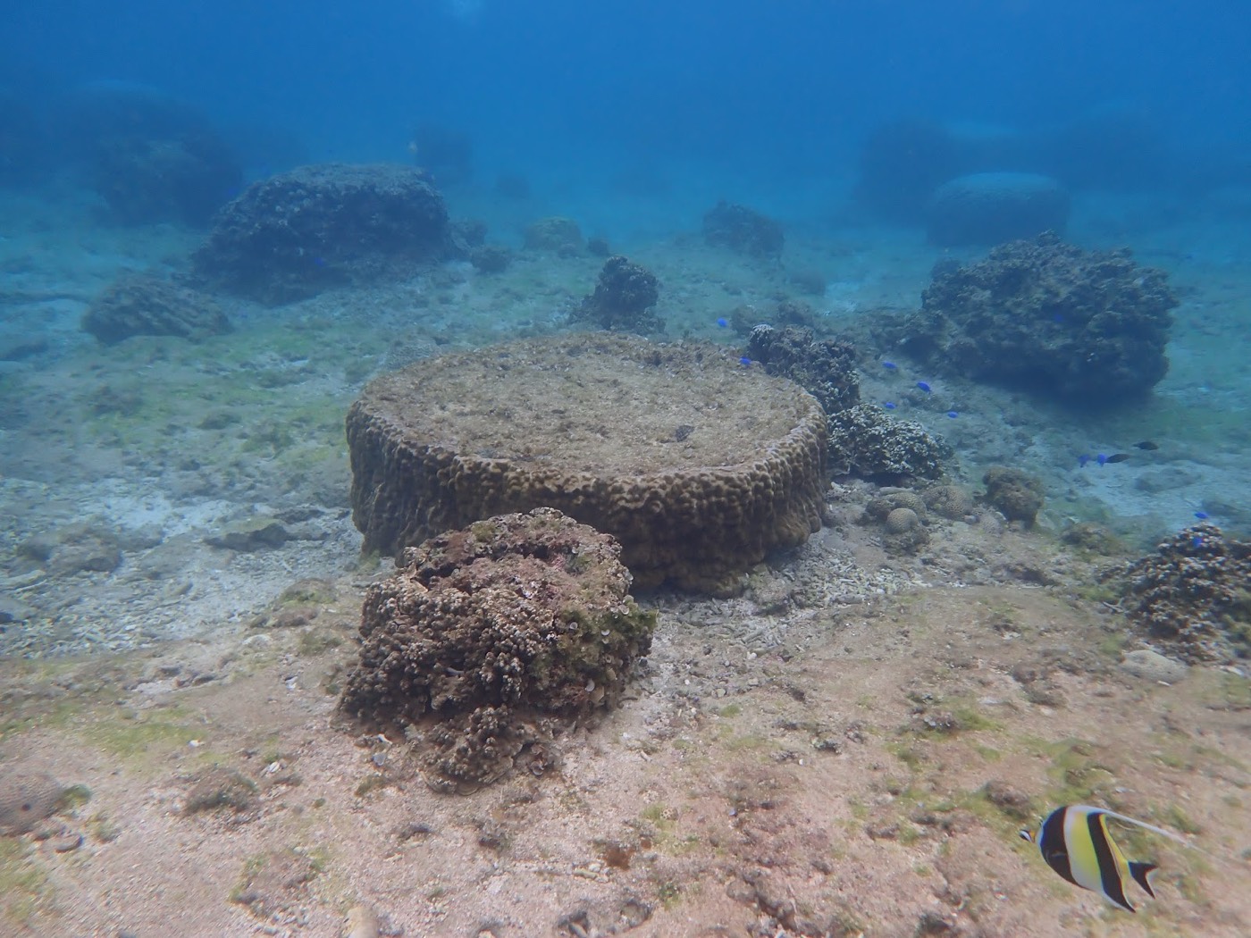 円形の岩礁や複数の岩塊が広がる明るい海底に魚が一匹泳ぎ、天然水族感のある海中風景