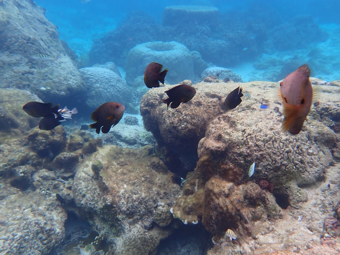 岩礁の隙間を複数の魚が群れで泳ぎ、赤みを帯びた体色が見える様子