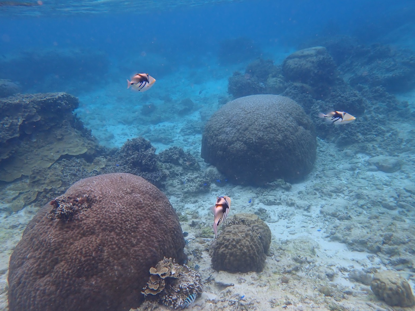 丸いサンゴの周りに赤みのある魚が数匹集まり、透明度の高い海中を泳ぐ様子