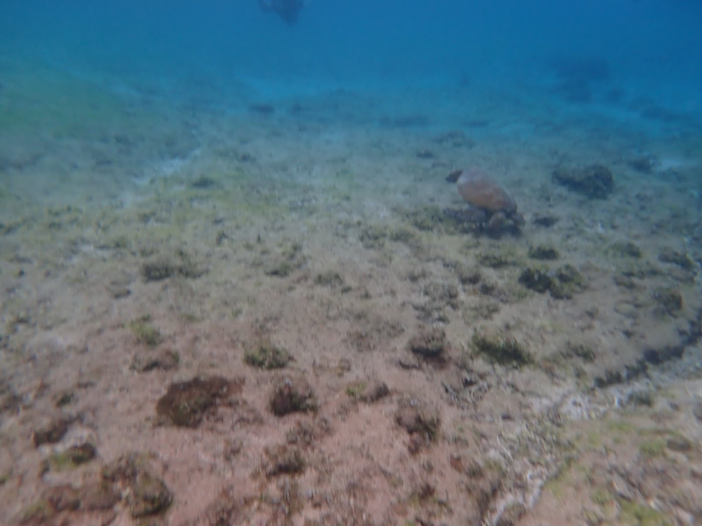 岩混じりの砂地の上をウミガメが泳ぐ、視界がやや白く霞んだ海中の様子