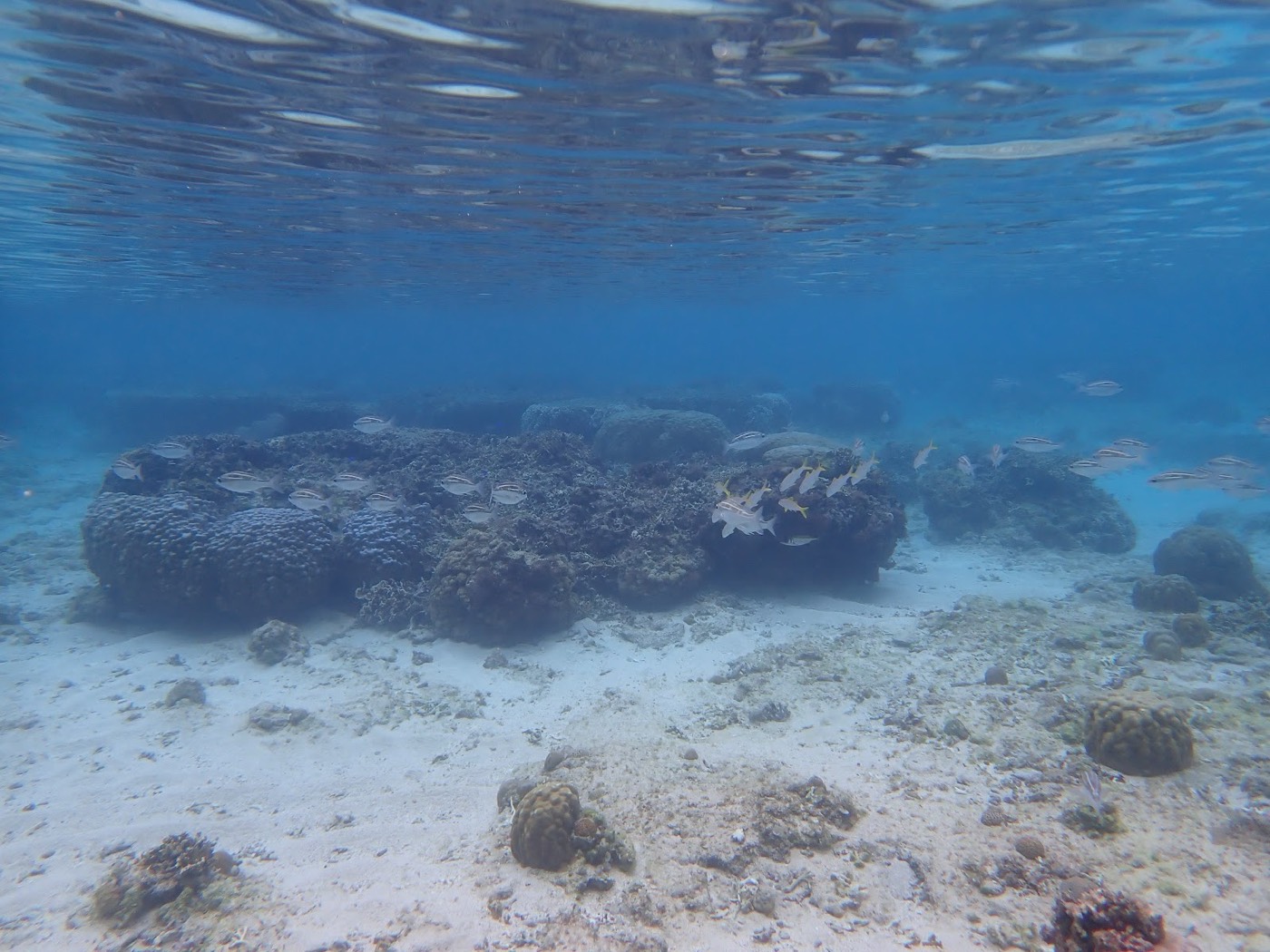 海底の岩場とサンゴ礁の上を群れで泳ぐ複数の魚を水中から捉えた様子