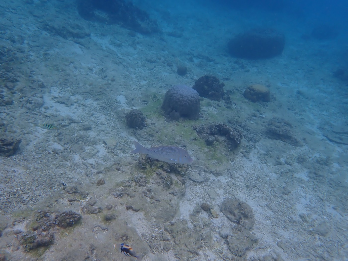 明るい海底に佇む魚と周囲のサンゴ