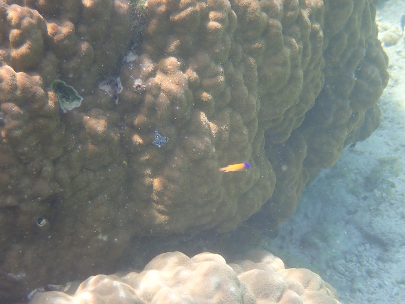 海底の大きなサンゴのそばを鮮やかな色の魚が泳いでいる